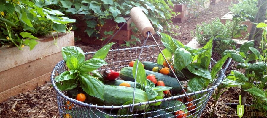 Basket Veggies in the garden