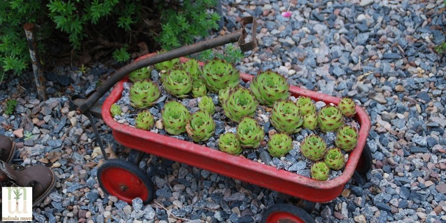 MMContainerGardeningWagon900x500 min.jpg