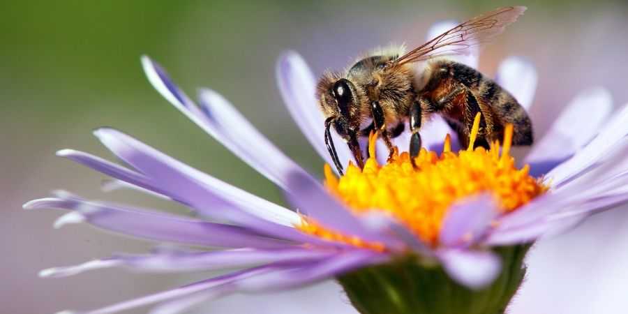 Protect Bees when spraying for grubs