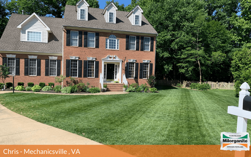 Side-by-side fertilizer comparision Healthy green lawn in Virginia that is fertilized with Milorganite.