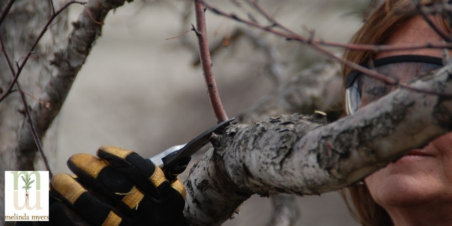 pruning a dead tree branch