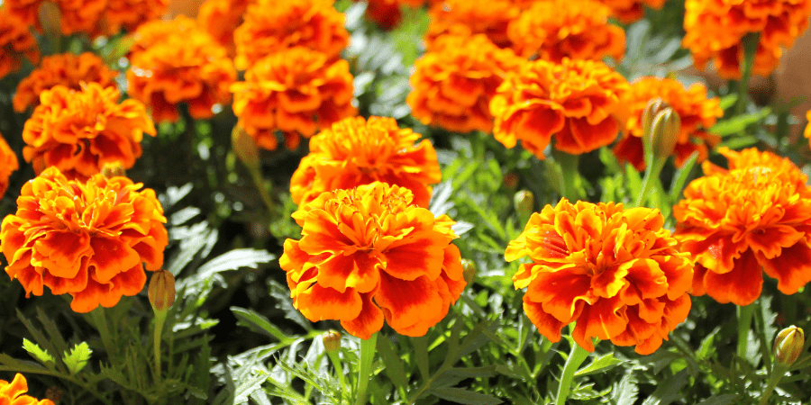 orange marigolds.png