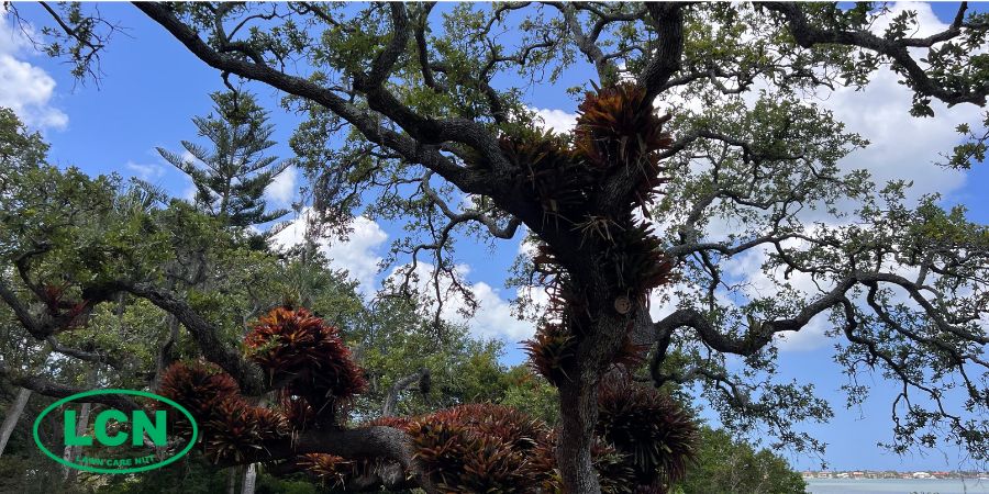 bromeliads
