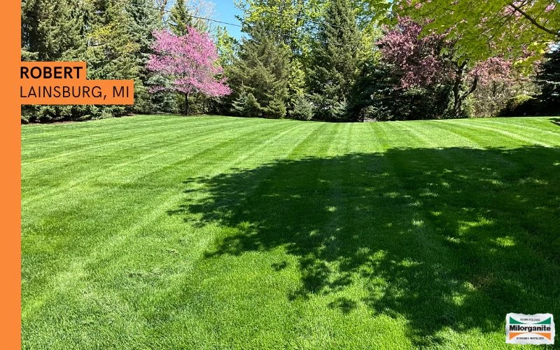 Green lawn fertilized with Milorganite .