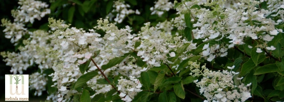 hydrangeas_pan_thumbnail_555_x_201_px.webp