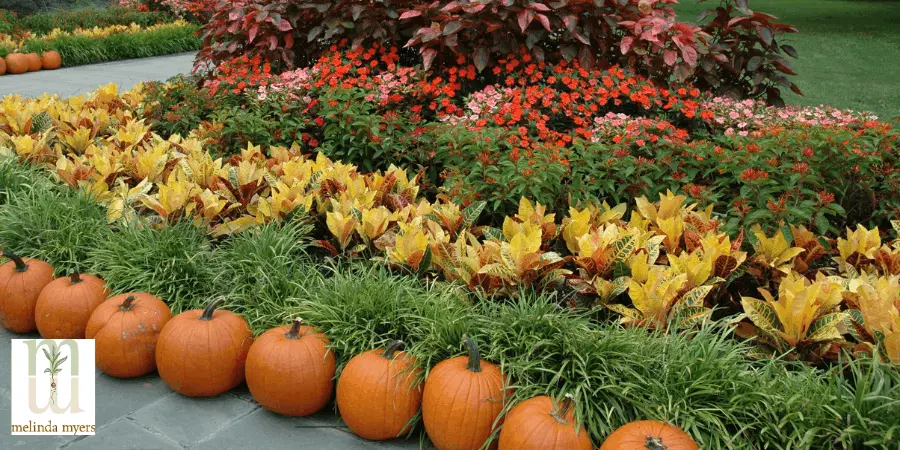 MM spooky pumpkin lining garden bed 900x450 (1).webp