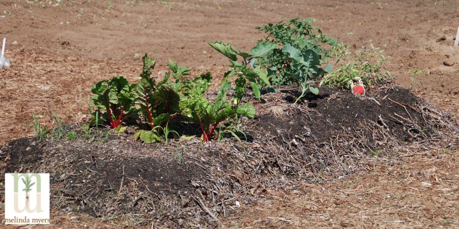 vegetables and flower planted on compost lasagna garden pile