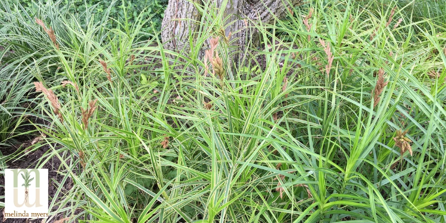 \Carex-muskingumensis-Oehme