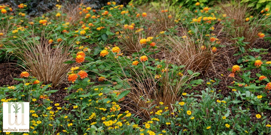 Lantana, Toffee Twist Carex & Sanvitalia