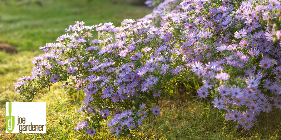 Purple Aster
