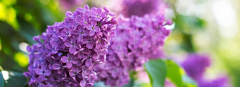 Bright purple flowers in the sunlight. 