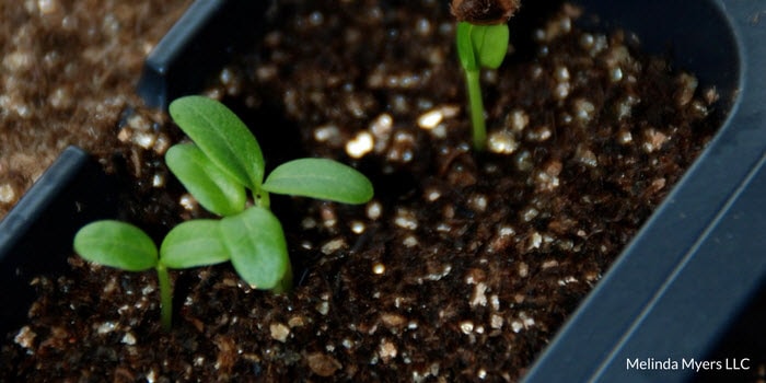 New seedling in a flat.
