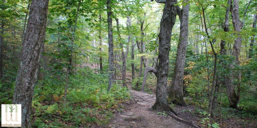 connect with nature by hiking in the woods