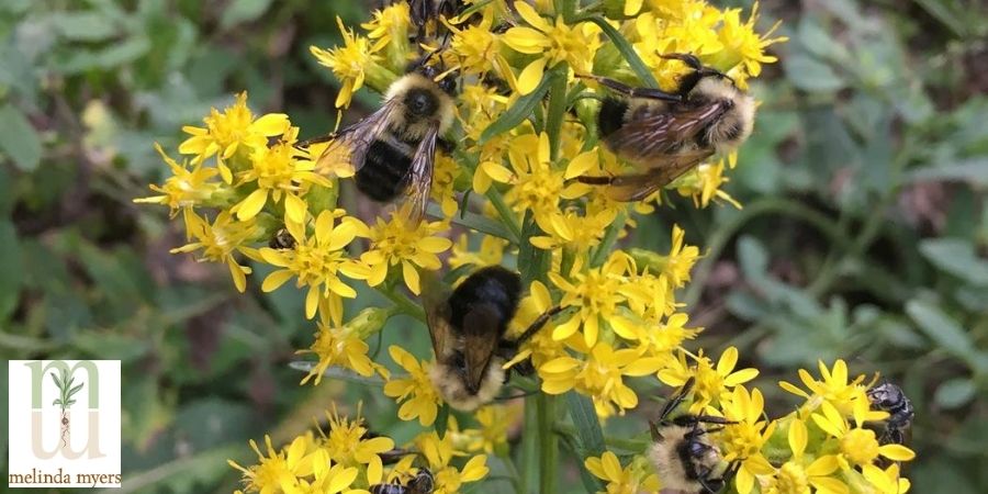 Pollinator Garden Bees on Goldenrod 