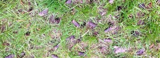 Lawn_Aeration_Tips_Thumbnail555x201-min.jpg