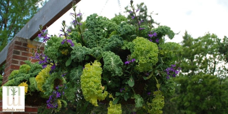 blue kale in hanging basket outside