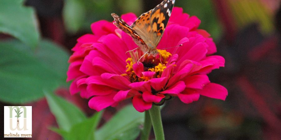 butterfly on flower