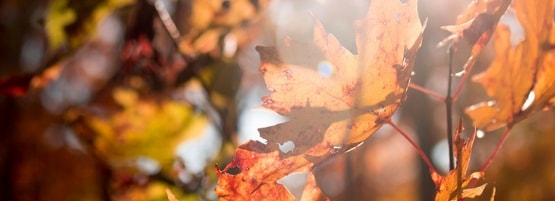 fall_leaves_555x201-min.jpg