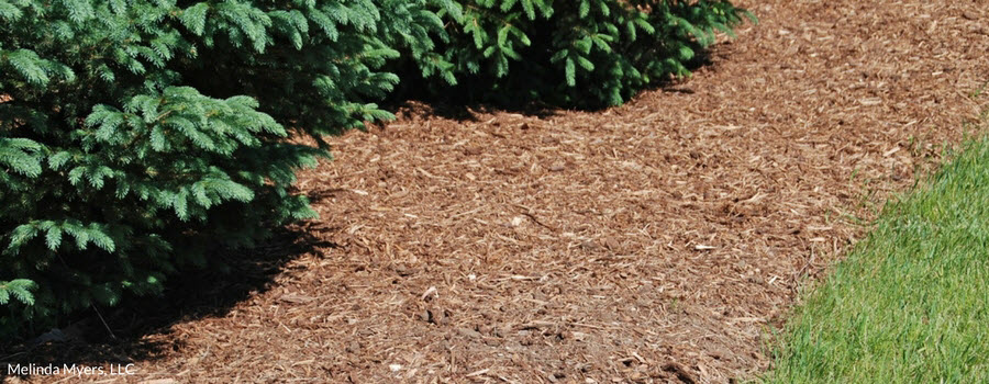 Mulch around Evergreen Trees