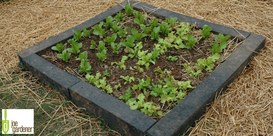 Selecting the Right Material for Your Raised Bed Garden