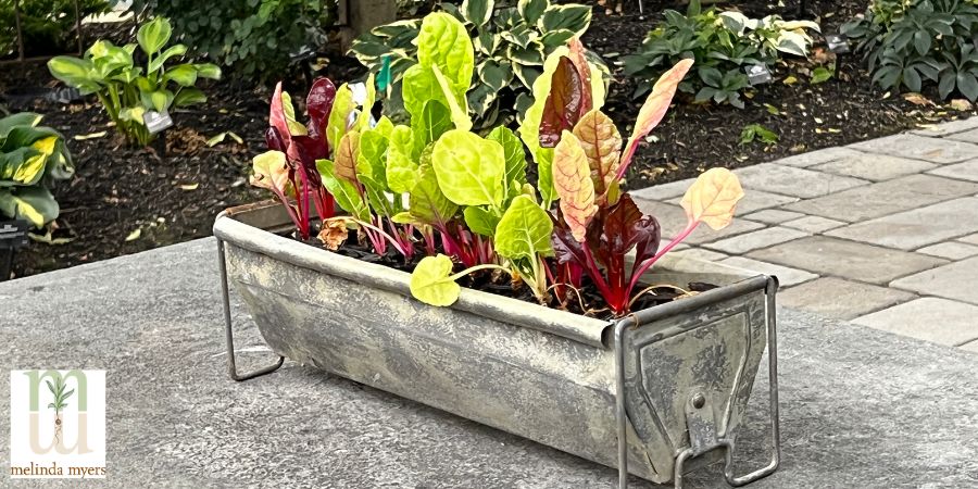 swiss chard in planter box