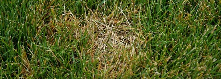 dollar spot lawn disease