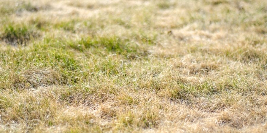 drought dormant lawn in summer