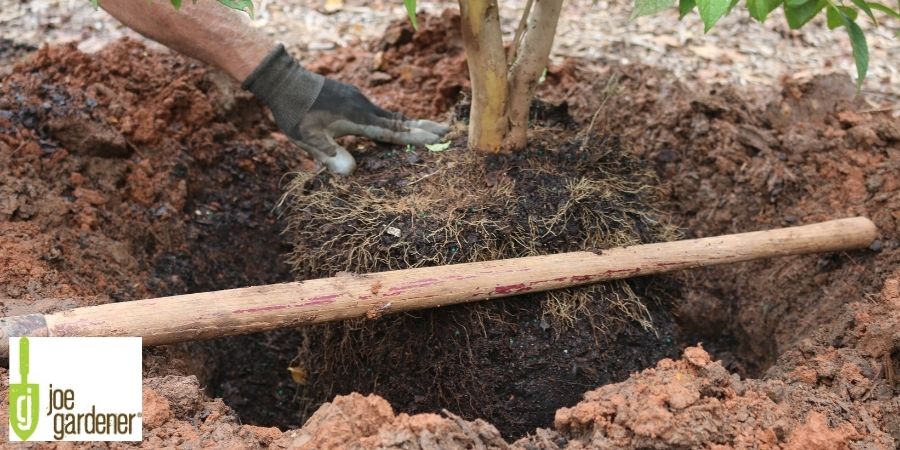 digging and planting a tree