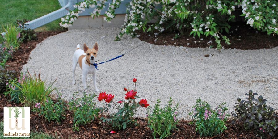 dog walking around pathway in garden