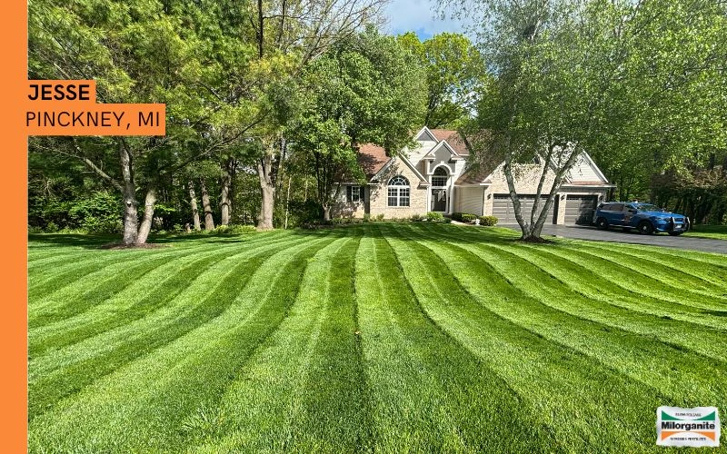 Picture of lawn fertilized with Milorganite.