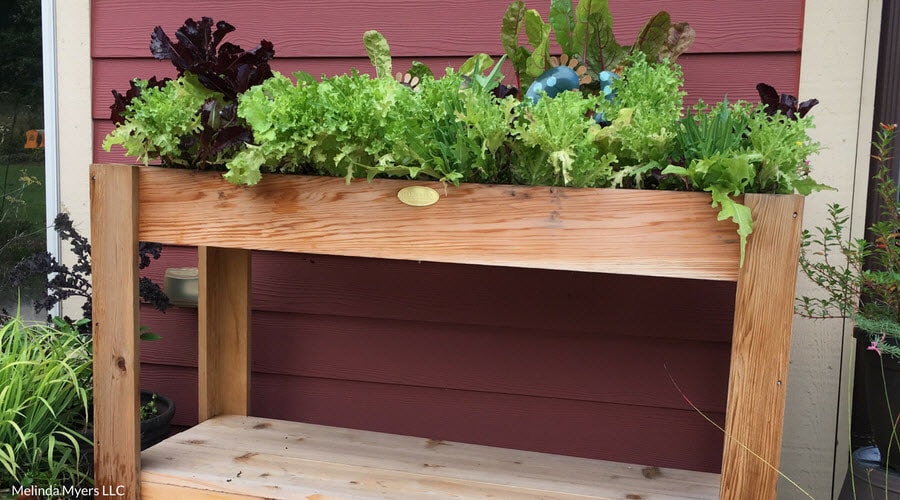 Salad Bar Elevated Garden