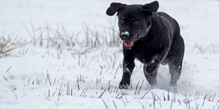 black lab dog running in the snow