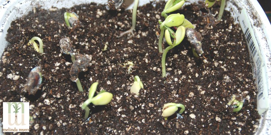 seedlings sprouting in tray