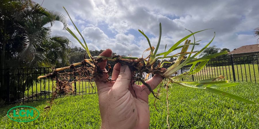 hand holding a grass stolon in lawn