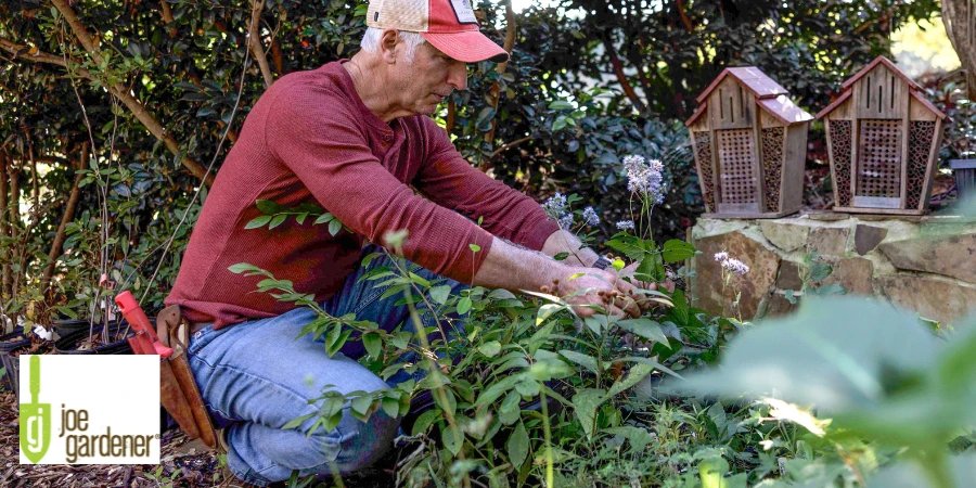 jg pruning flowers 900 x 450 px).webp