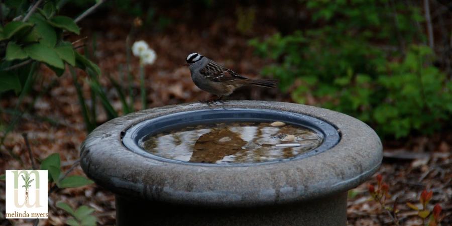 bird in bird bath