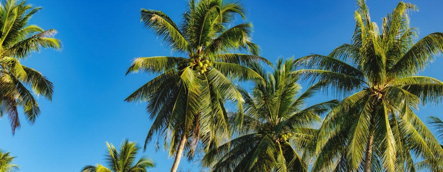 Palm trees in the sun and blue sky