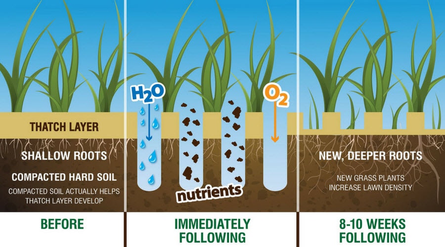 graphic of lawn aeration