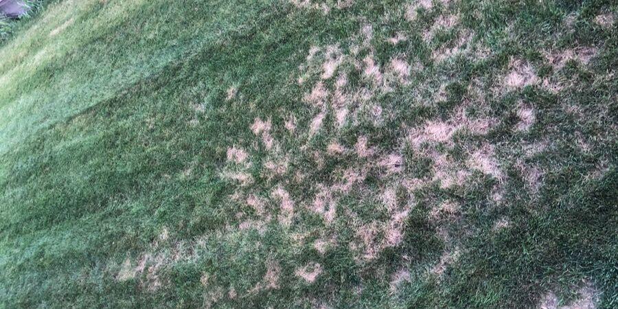 Lawn Disease in new seeded lawn