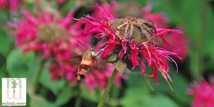 Hummingbird Moth on Monarda