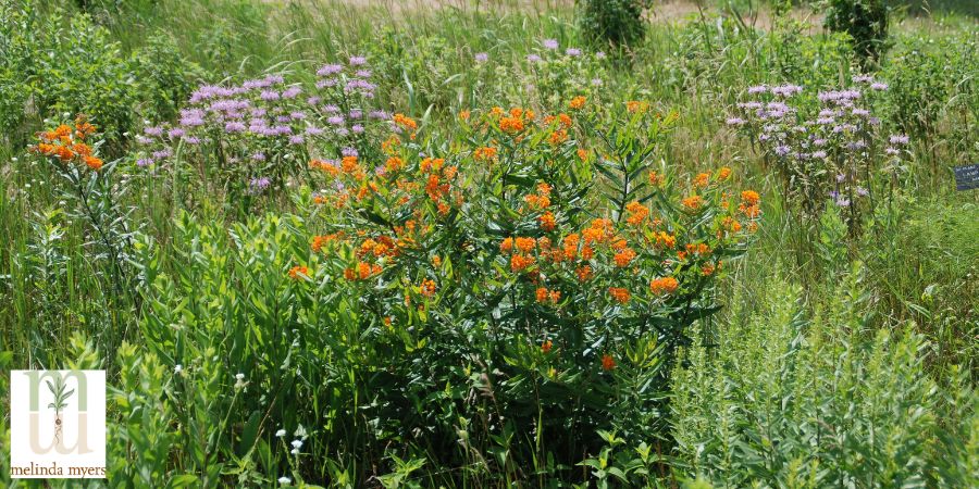 native plants in a garden