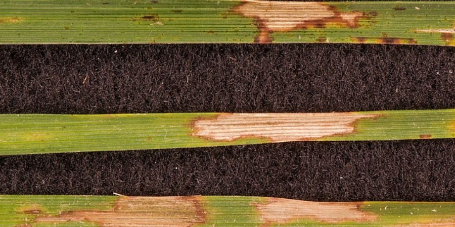 lawn problem brown grass blade