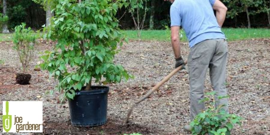 man digging a hole for a tree