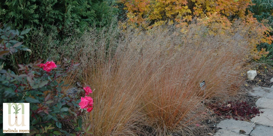 Prairie Dropseed Sporobolus heterolepis