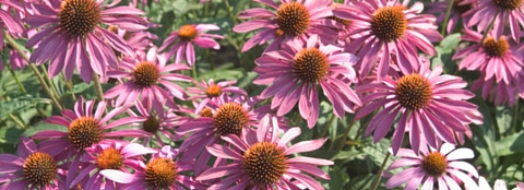 Bright purple flowers in a flower garden. 