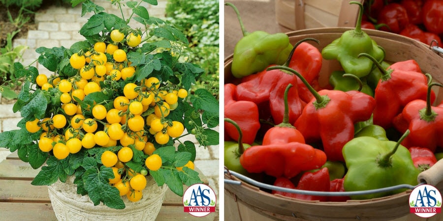 yellow tomatoes and red peppers