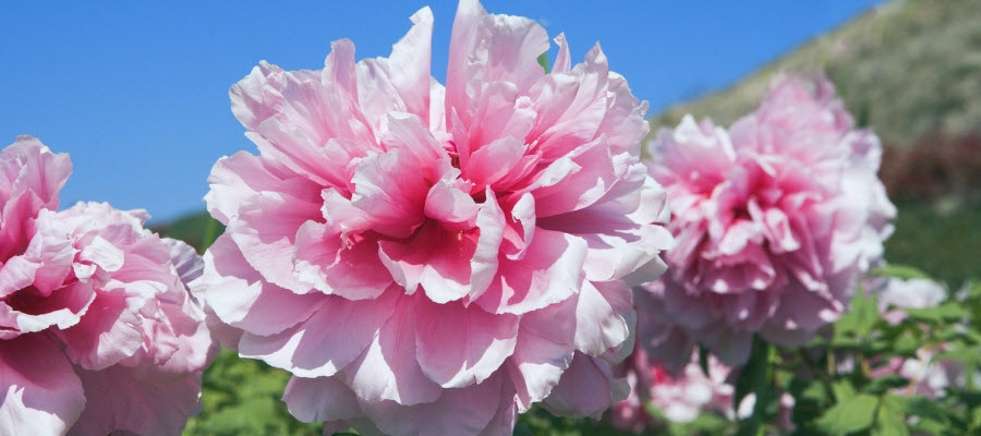 Pink Peonies