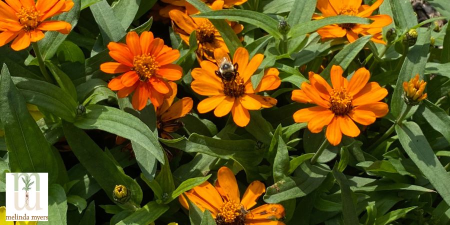 heat resistant zinnia