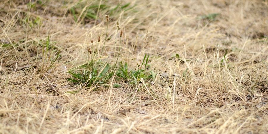 Things to never do to your lawn in summer drought lawn 