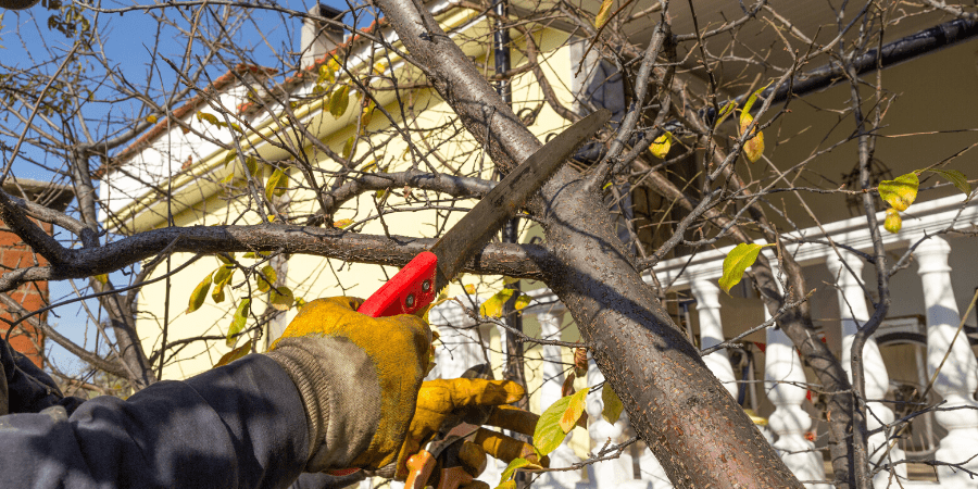 pruning a dormant tree pruning a dormant tree